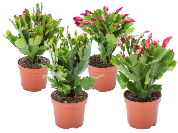 Schlumbergera