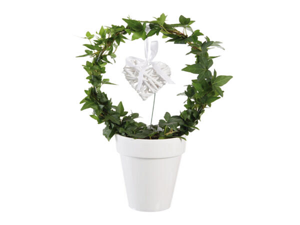 Hedera Planter