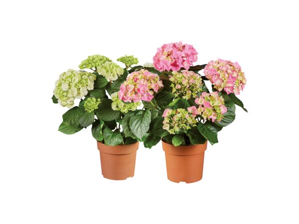 Hortensia
