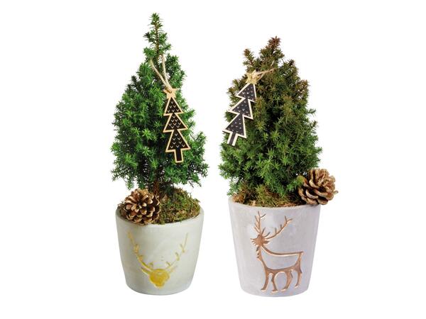 Conifers
