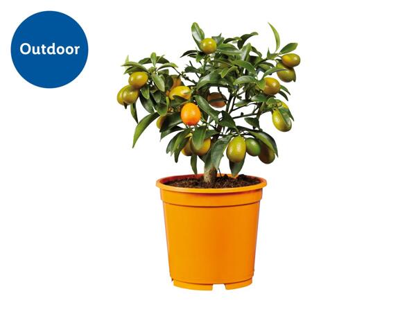 Small Citrus Plants