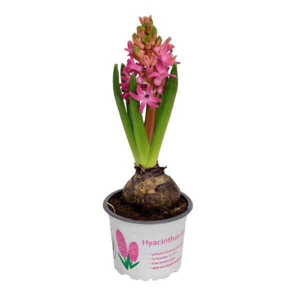 Hyazinthe, 9 cm