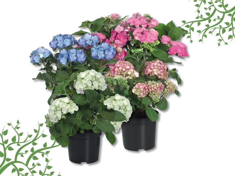 Hortensias de jardin (dès 9.6.)
