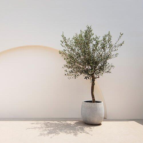 Olivenbaum*