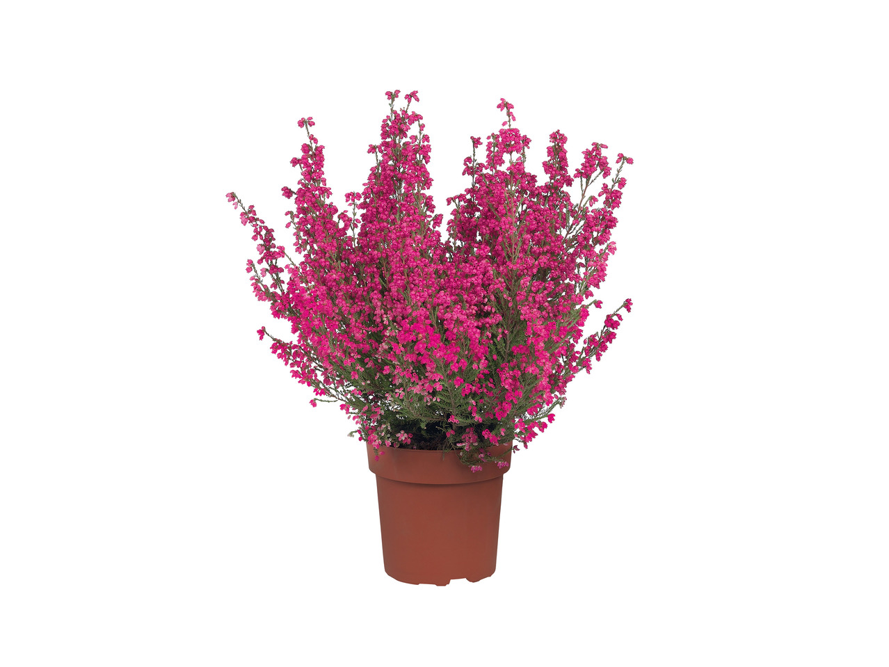 Heather - Erica Gracilis1