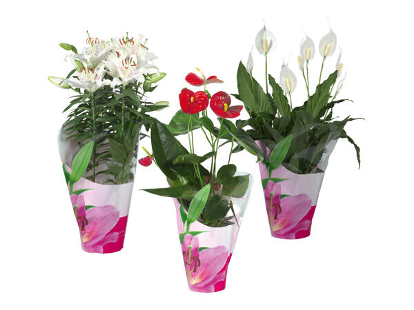 Flowering Plants in Decorated Packaging