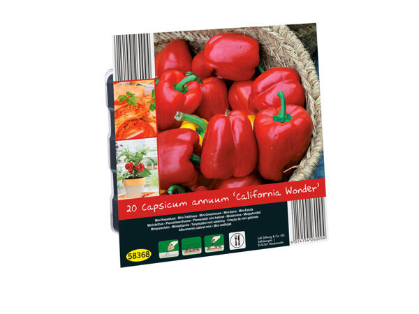 Oignons à planter ou mini-serre