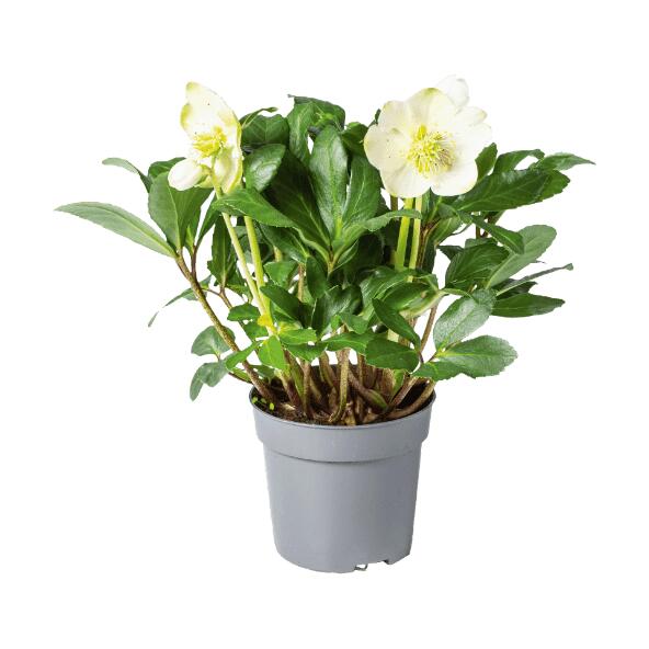 Helleborus