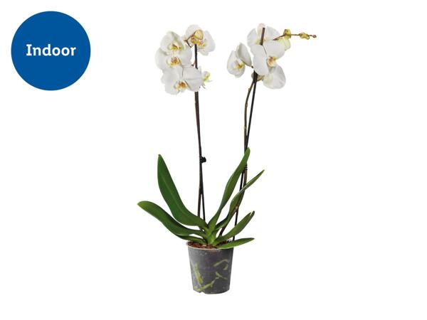 Twin Stem Orchid