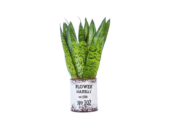 Green Plants in Mini Bucket1