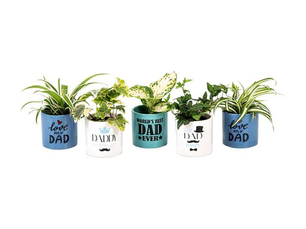 Plante til fars dag