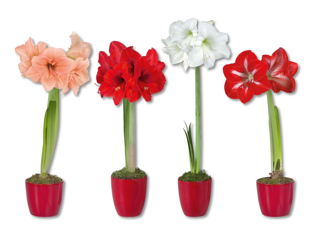 Amaryllis dans un pot de céramique rouge