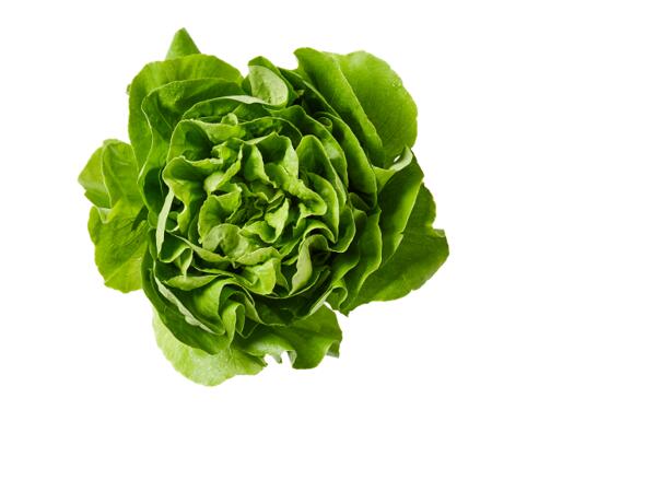 Lattuce