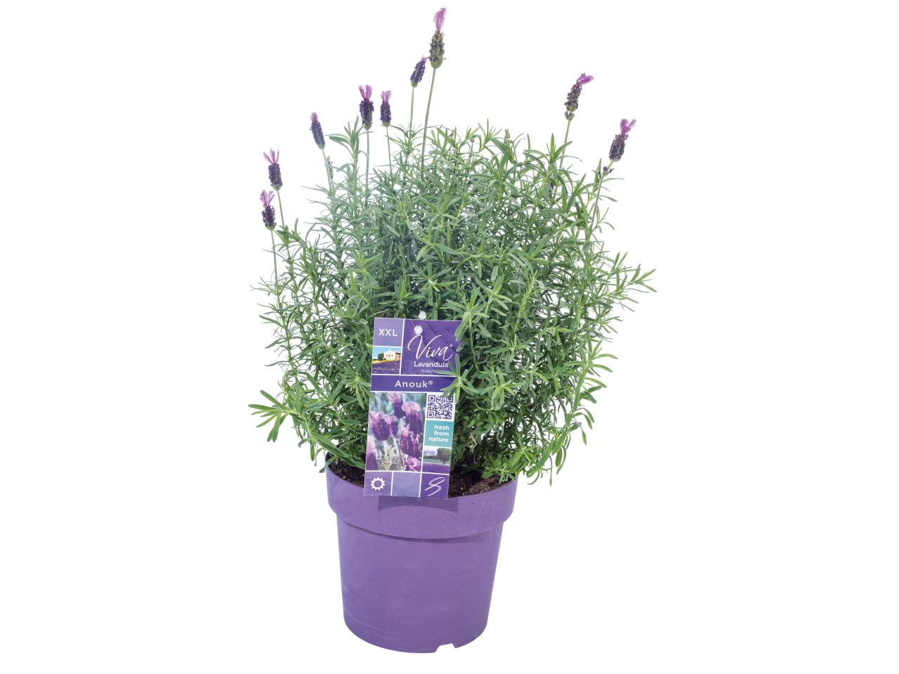 Lavendel stoechas