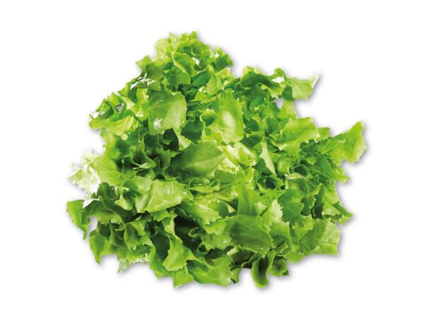 Crispsalat