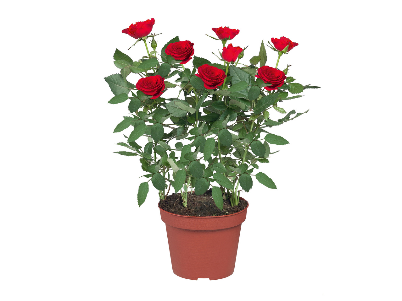 Rose en pot