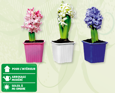 Hyacinthes