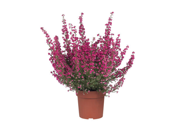 Erica gracilis