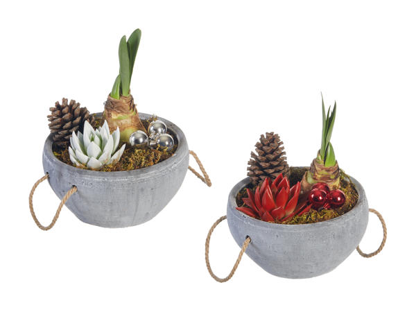 Arrangement avec amaryllis Stone