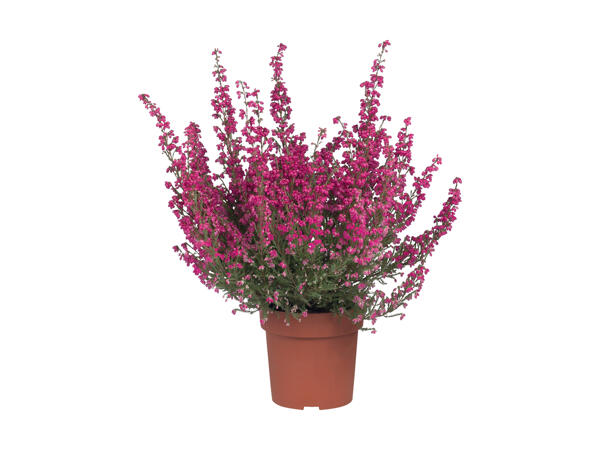 Erica gracilis