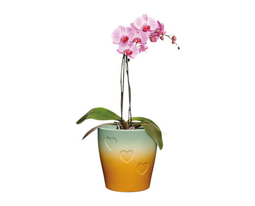 5" Easy Orchid Assorted Colors
