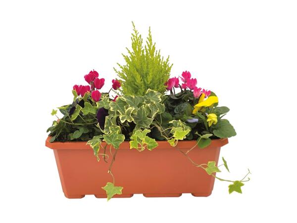 Window Box
