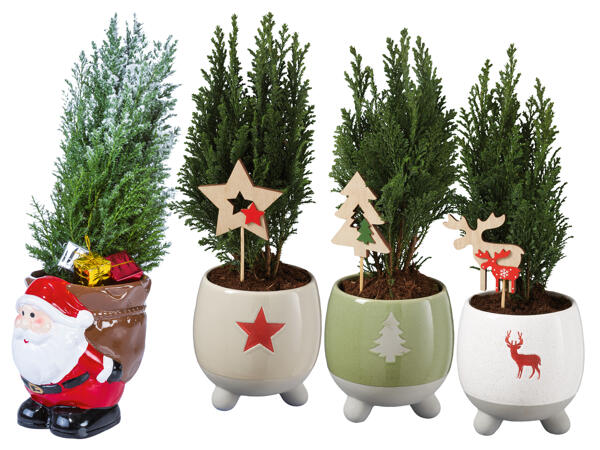 Ellwoodi in Weihnachtskeramik