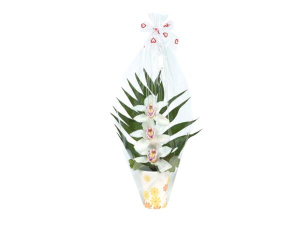 Mother's Day Tiered Orchid