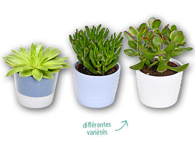 Plante succulente