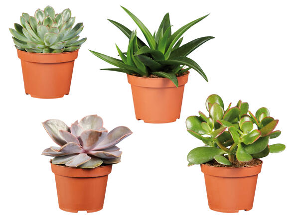 Succulents