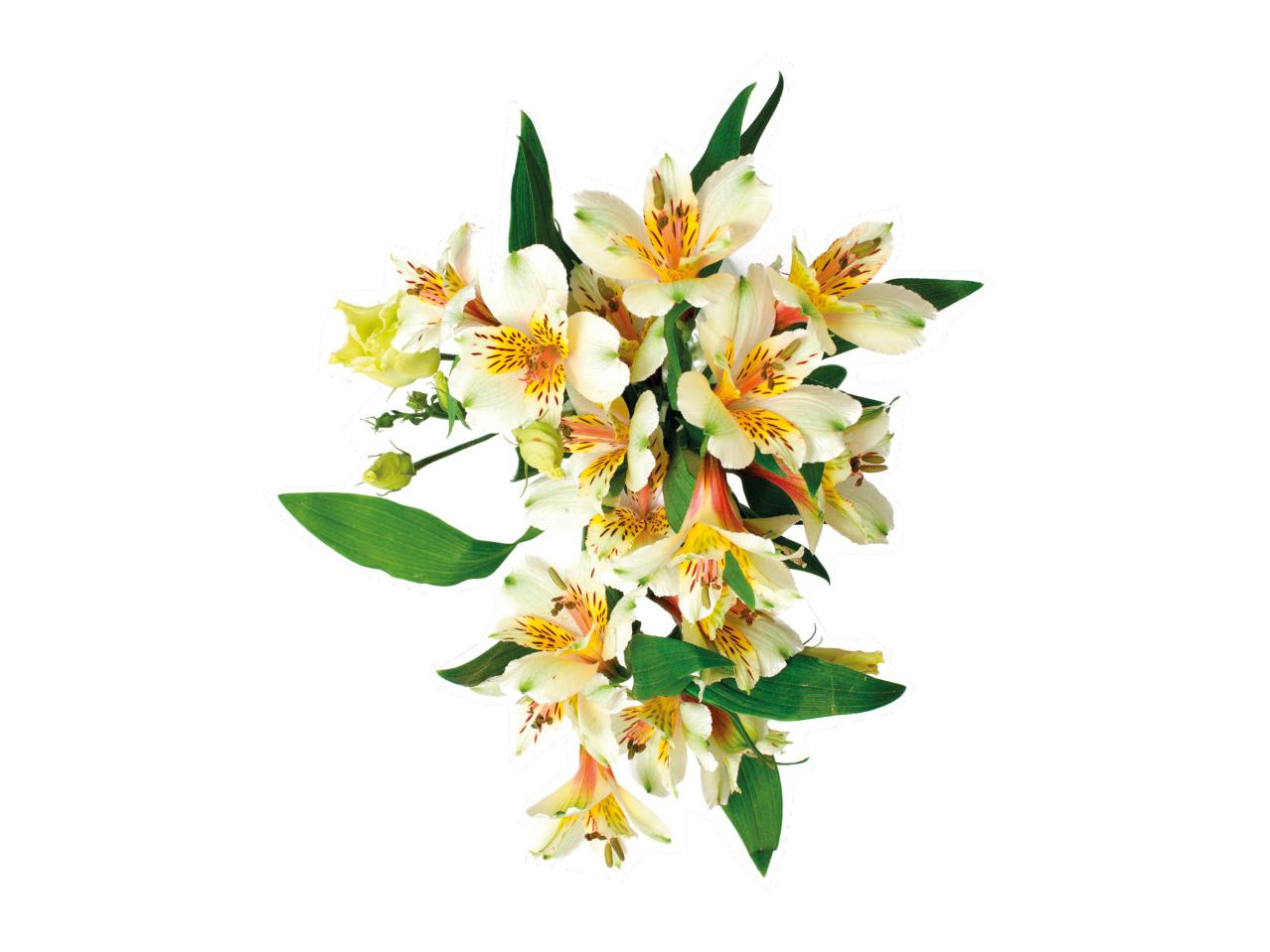 Alstroemerias1