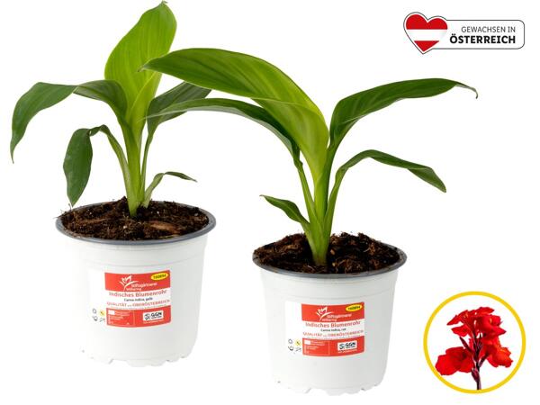 Canna Indica
