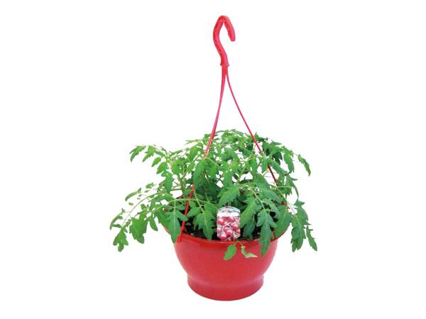 Tomato Hanging Basket