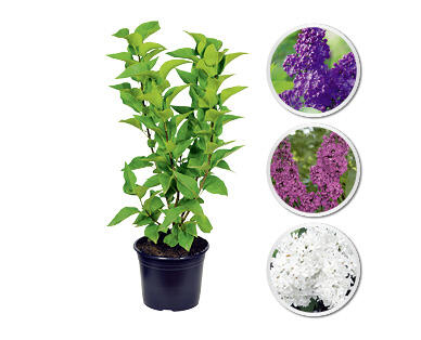 LILAS