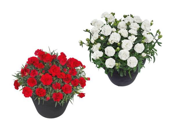 Dianthus adorables