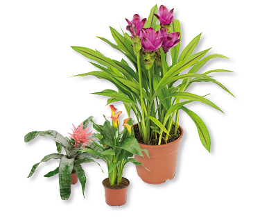 Plante exotique à fleurs