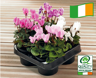 Irish Grown Cyclamen