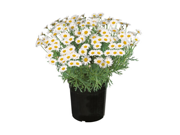 Large Marguerite Bush