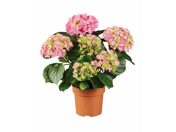Hydrangea