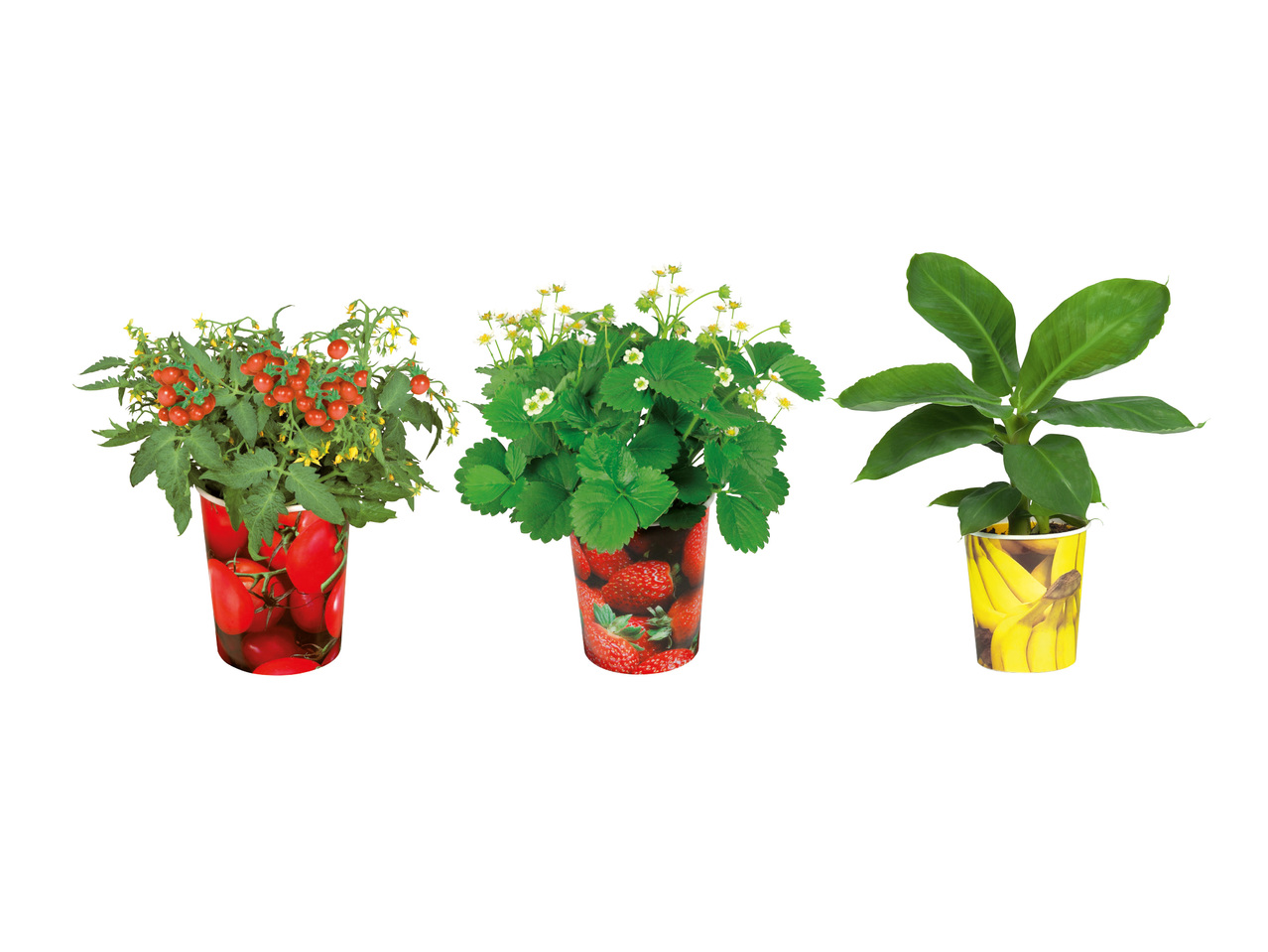 Fruktplantor i bägare
