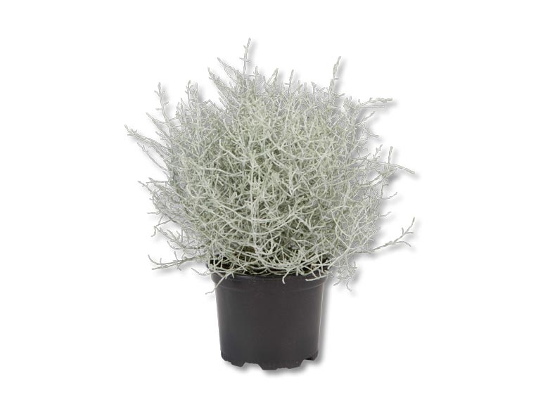 Leucophyta brownii (dès 17.9.)