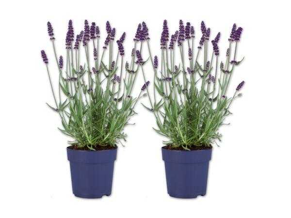 Lavendel angustifolia