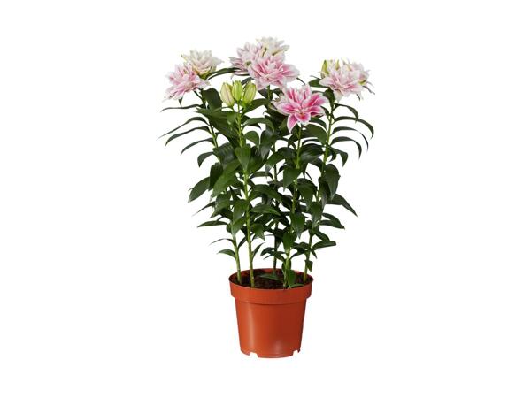 Mélange de lys Roselily