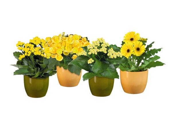 Easter Flowering Plant