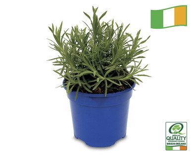 Scentsational Lavender