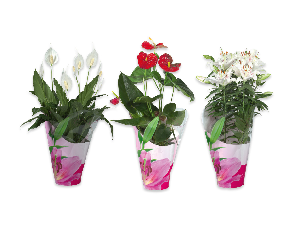BLOMMA I PRESENTFÖRPACKNING
