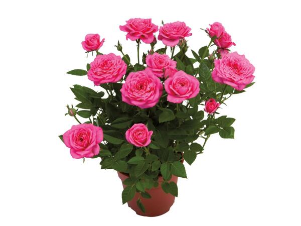 Mini Rose