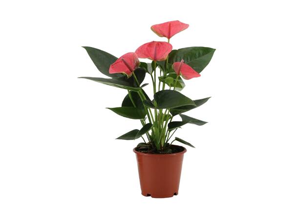 Flamingoblomst