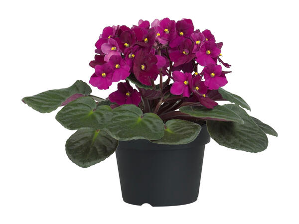 Flowering Plants