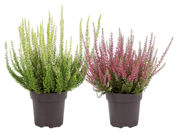 Heidekraut (Calluna Vulgaris)